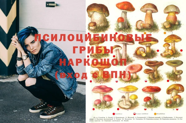 стаф Вязьма